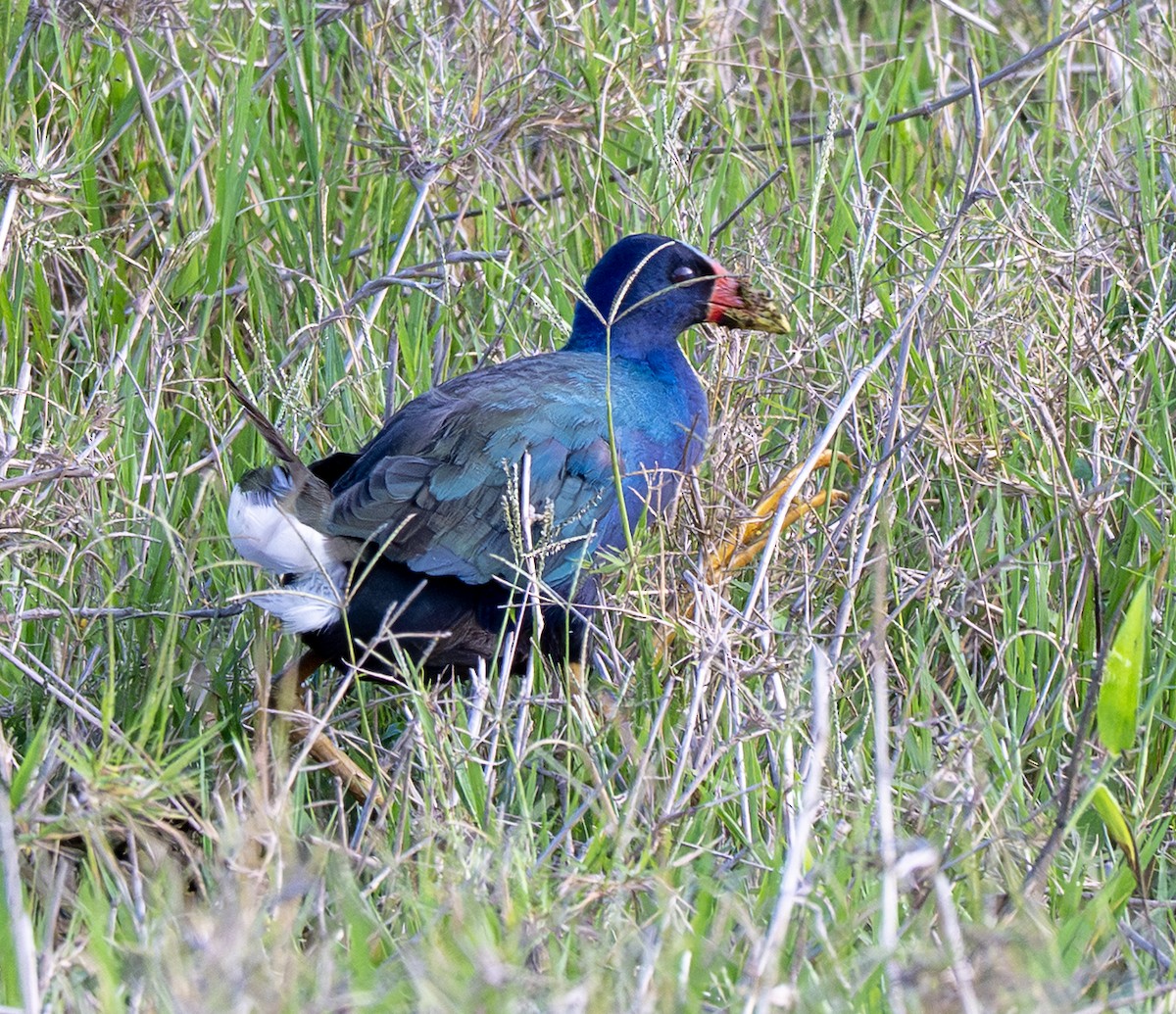 Sarı Bacaklı Sazhorozu - ML646159602