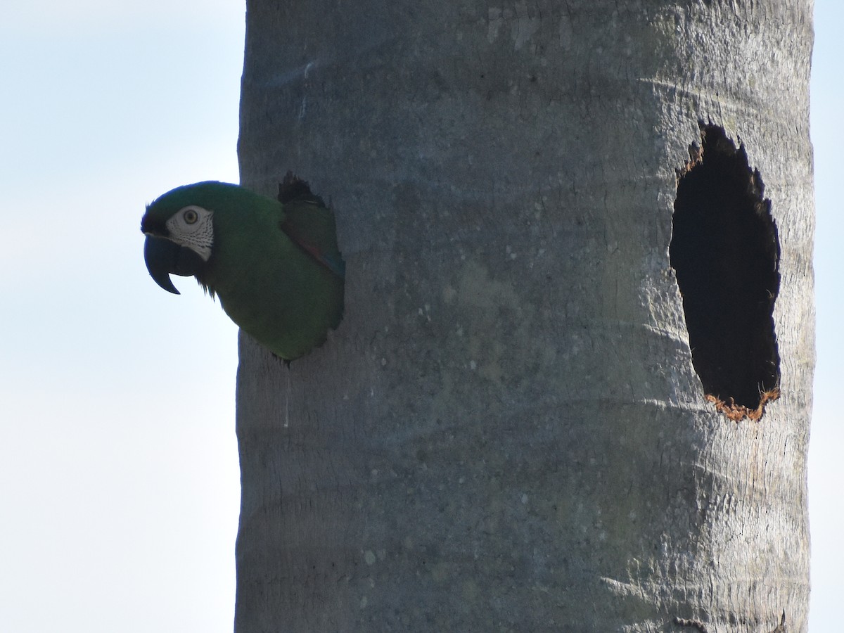 Küçük Ara - ML646159606