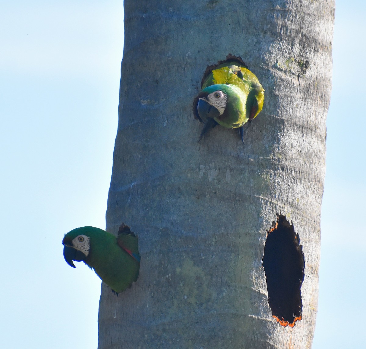 Küçük Ara - ML646159607