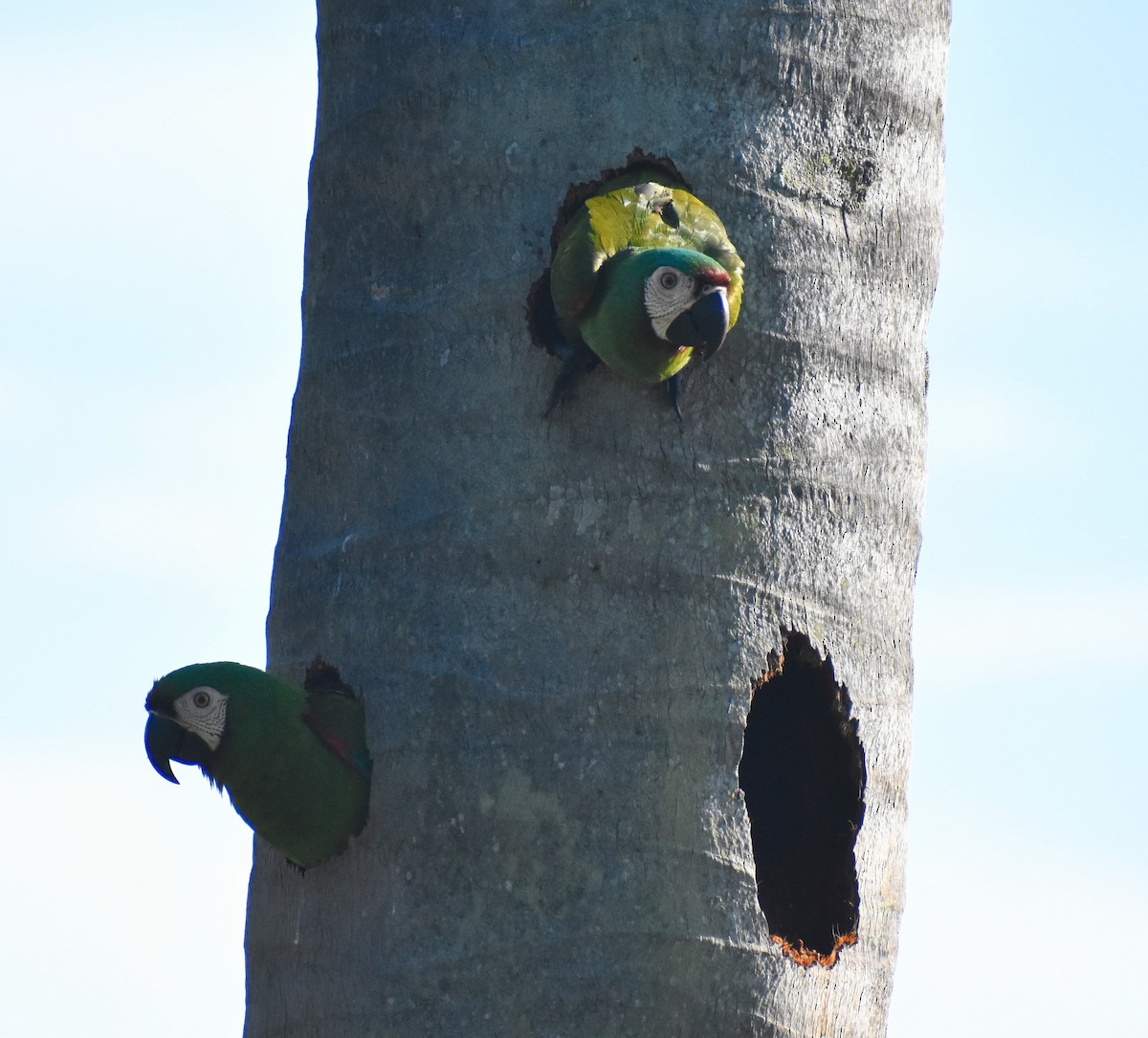 Küçük Ara - ML646159608