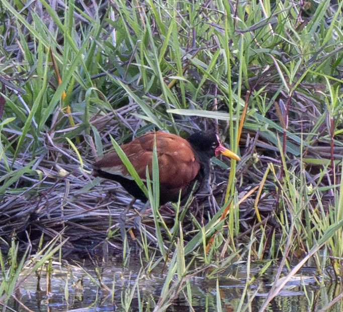 Kırmızı Alınlı Jakana - ML646159610