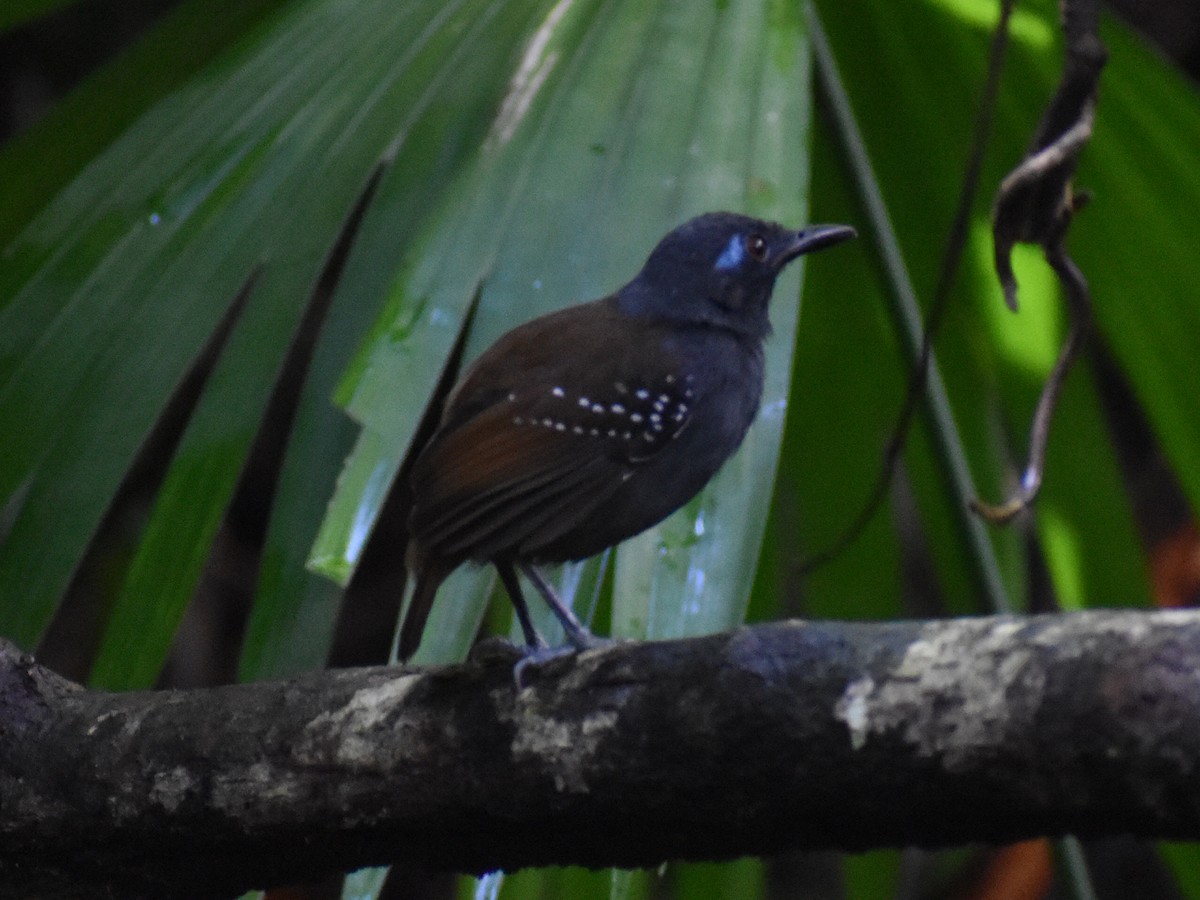 Chestnut-backed Antbird - ML646159616