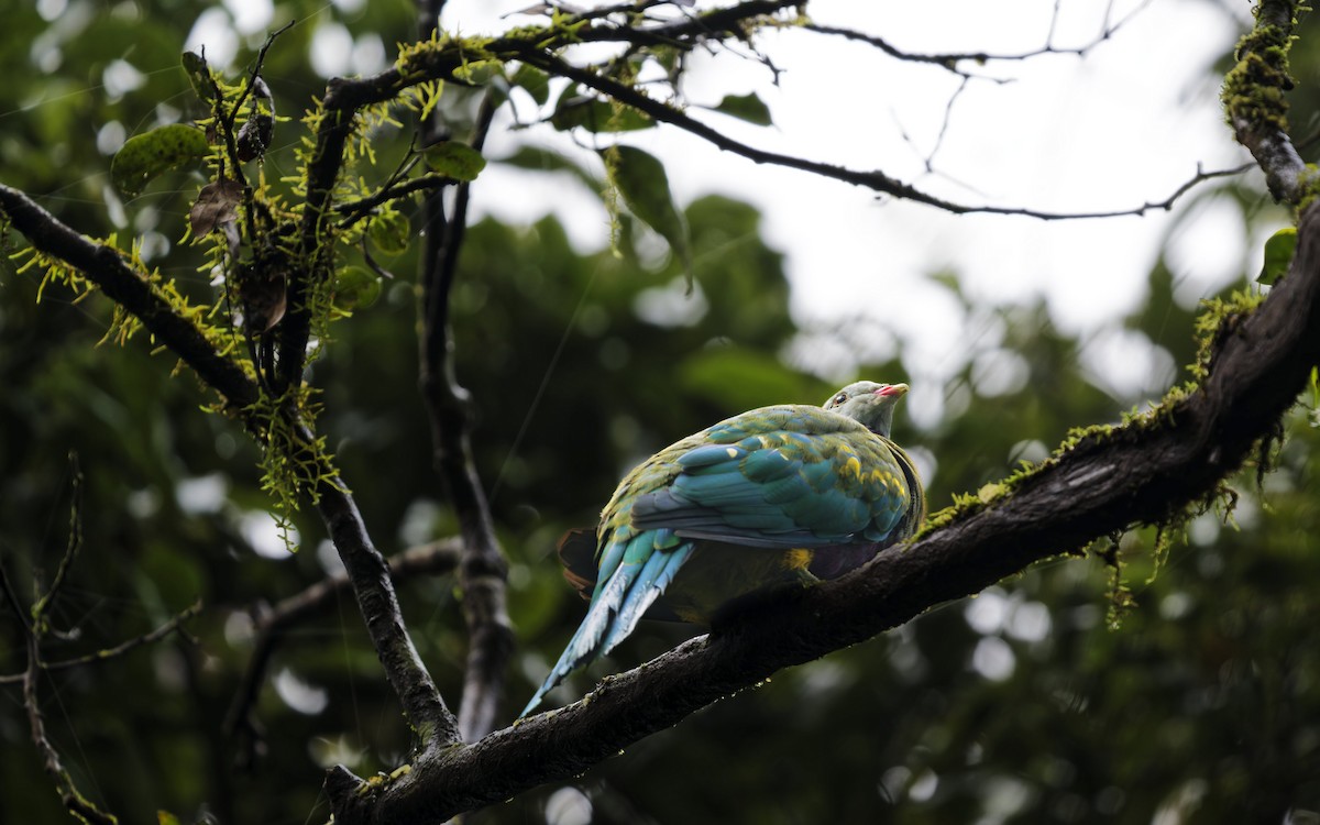 Mor Göğüslü Meyve Kumrusu - ML646159618