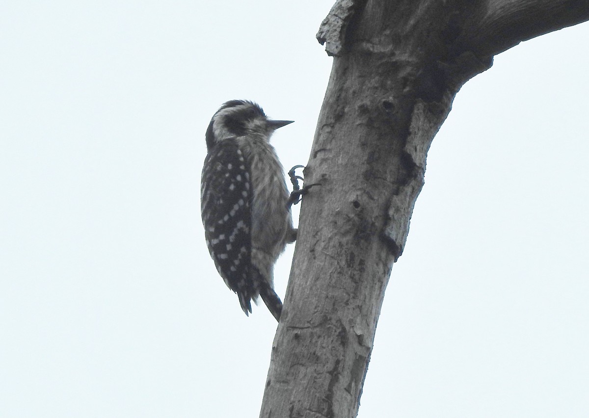 Sunda Ağaçkakanı - ML646159620