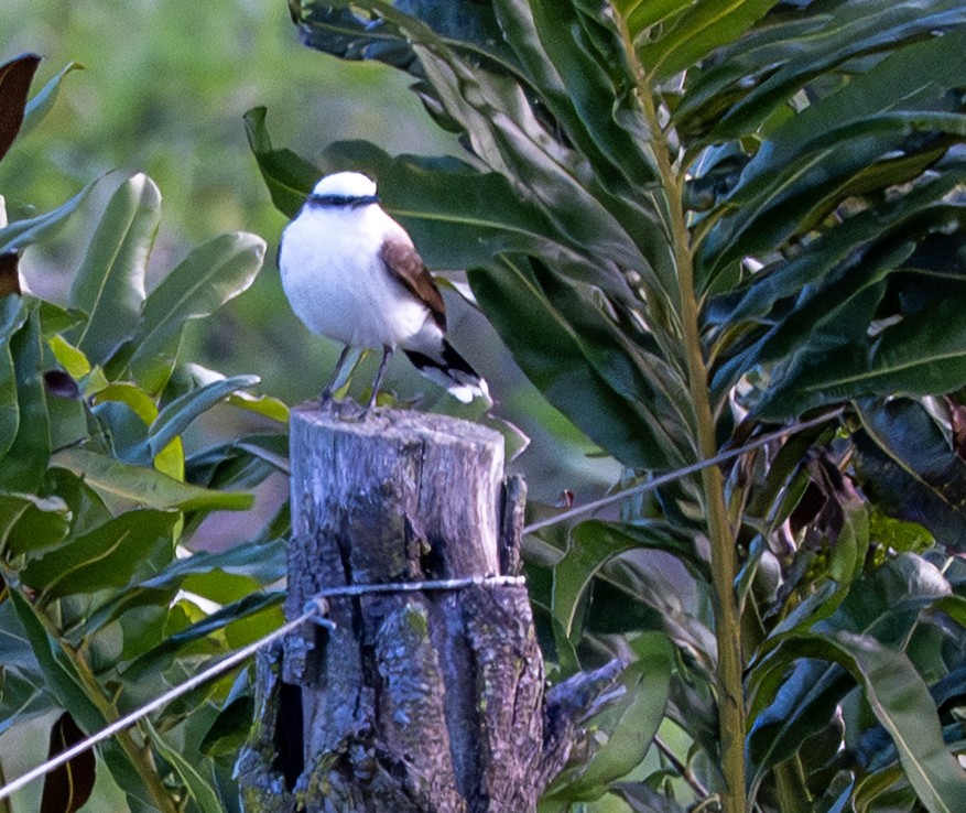 Maskeli Irmak Tiranı - ML646159621