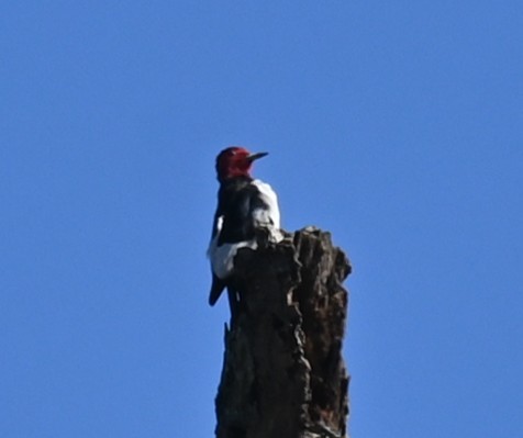 Kırmızı Başlı Ağaçkakan - ML646159624