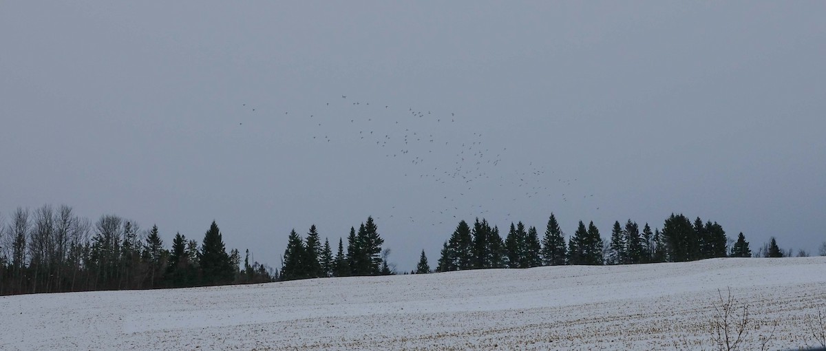 Yeşilbaş - ML646159625