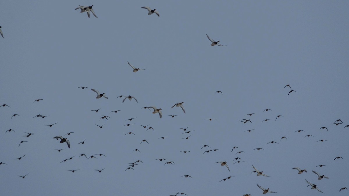 Yeşilbaş - ML646159626