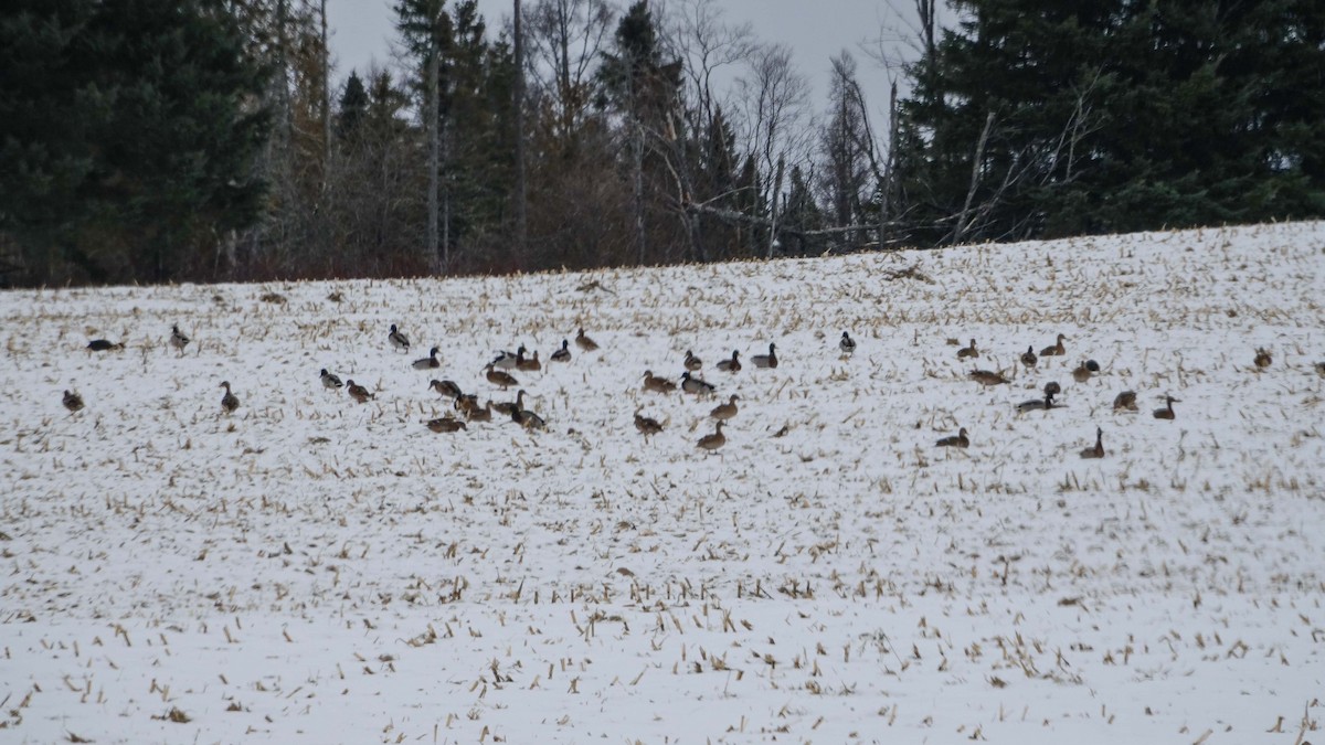 Yeşilbaş - ML646159627