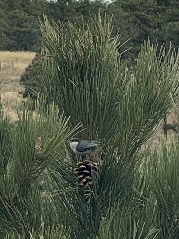 Beyaz Göğüslü Sıvacı - ML646159628