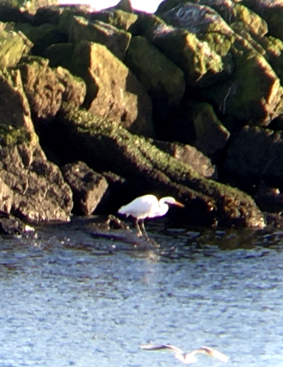 Great Egret - ML646159629