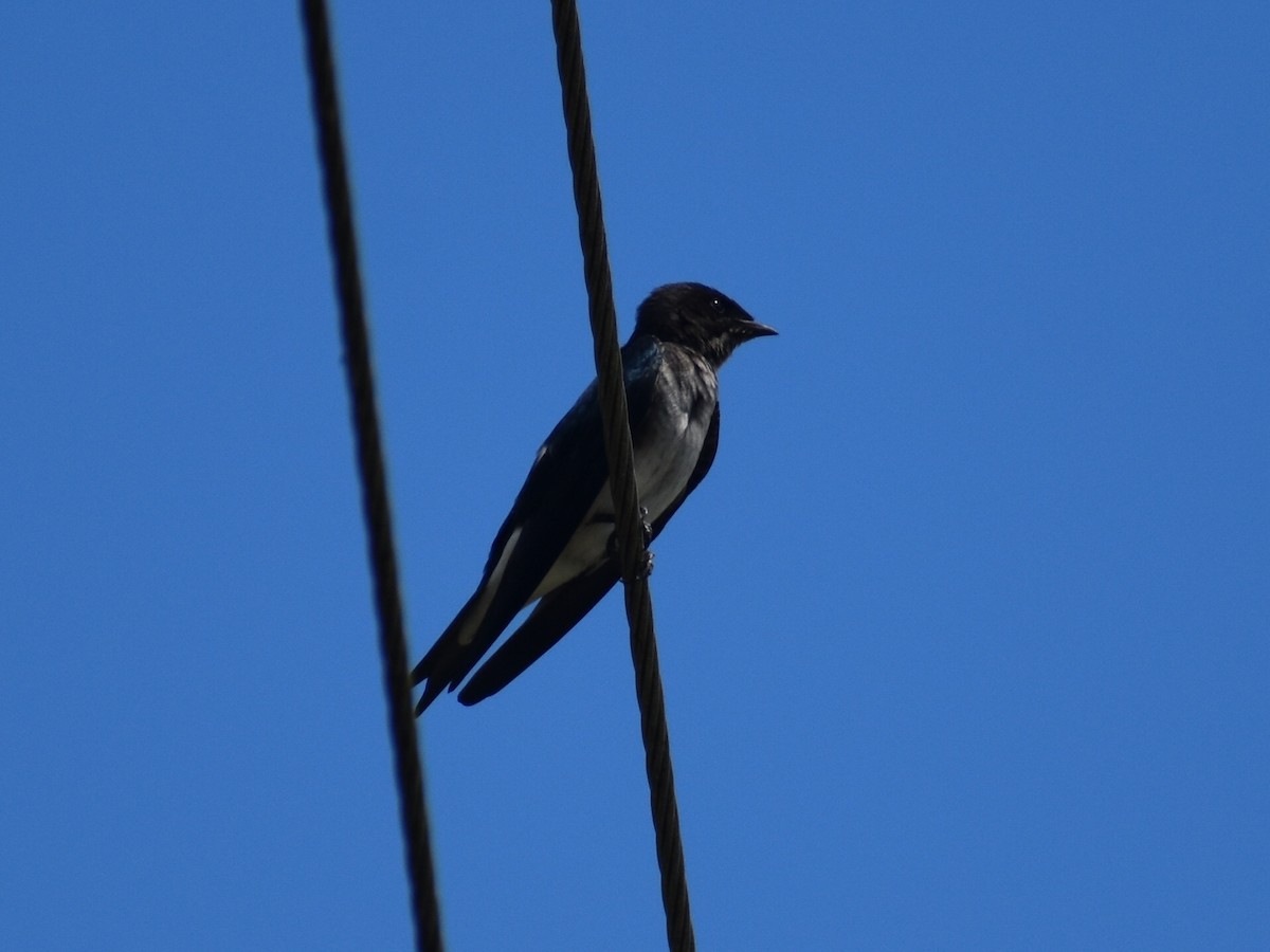 Gray-breasted Martin - ML646159639