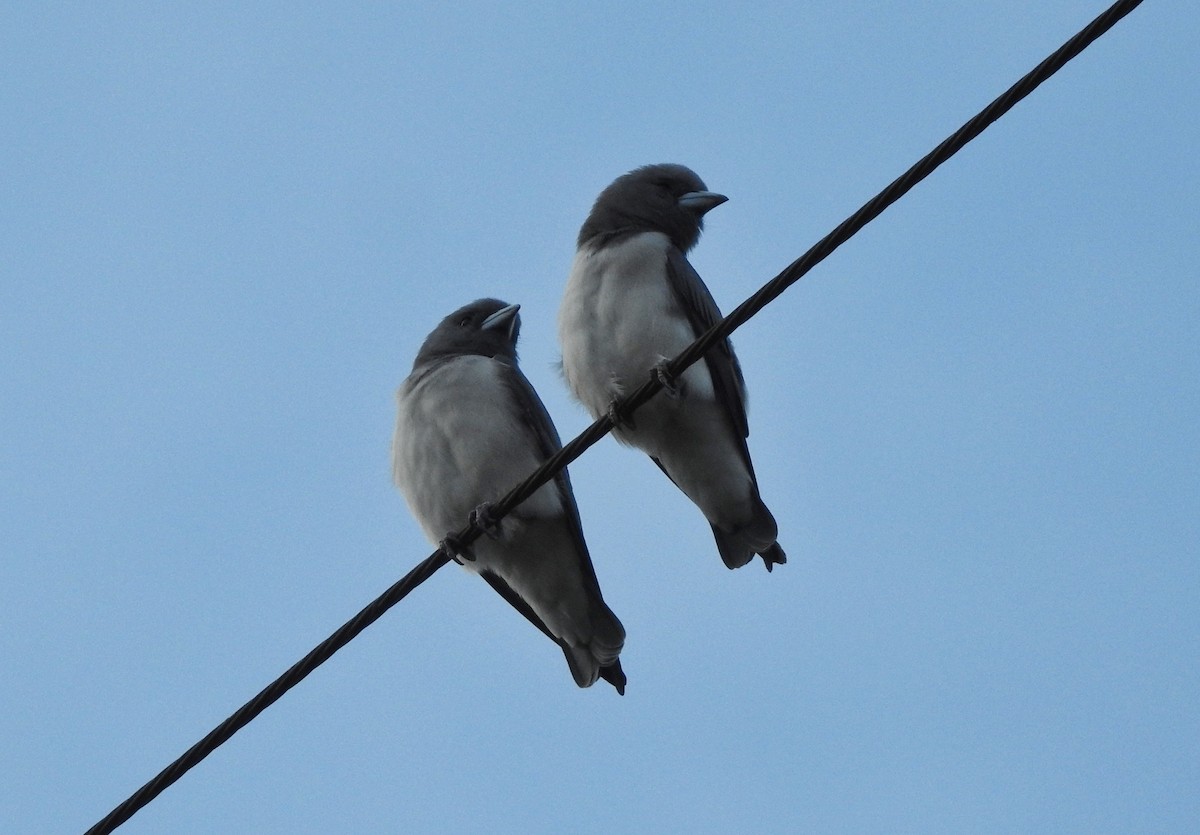White-breasted Woodswallow - ML646159641