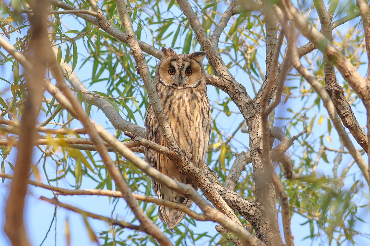Long-eared Owl - ML646159663