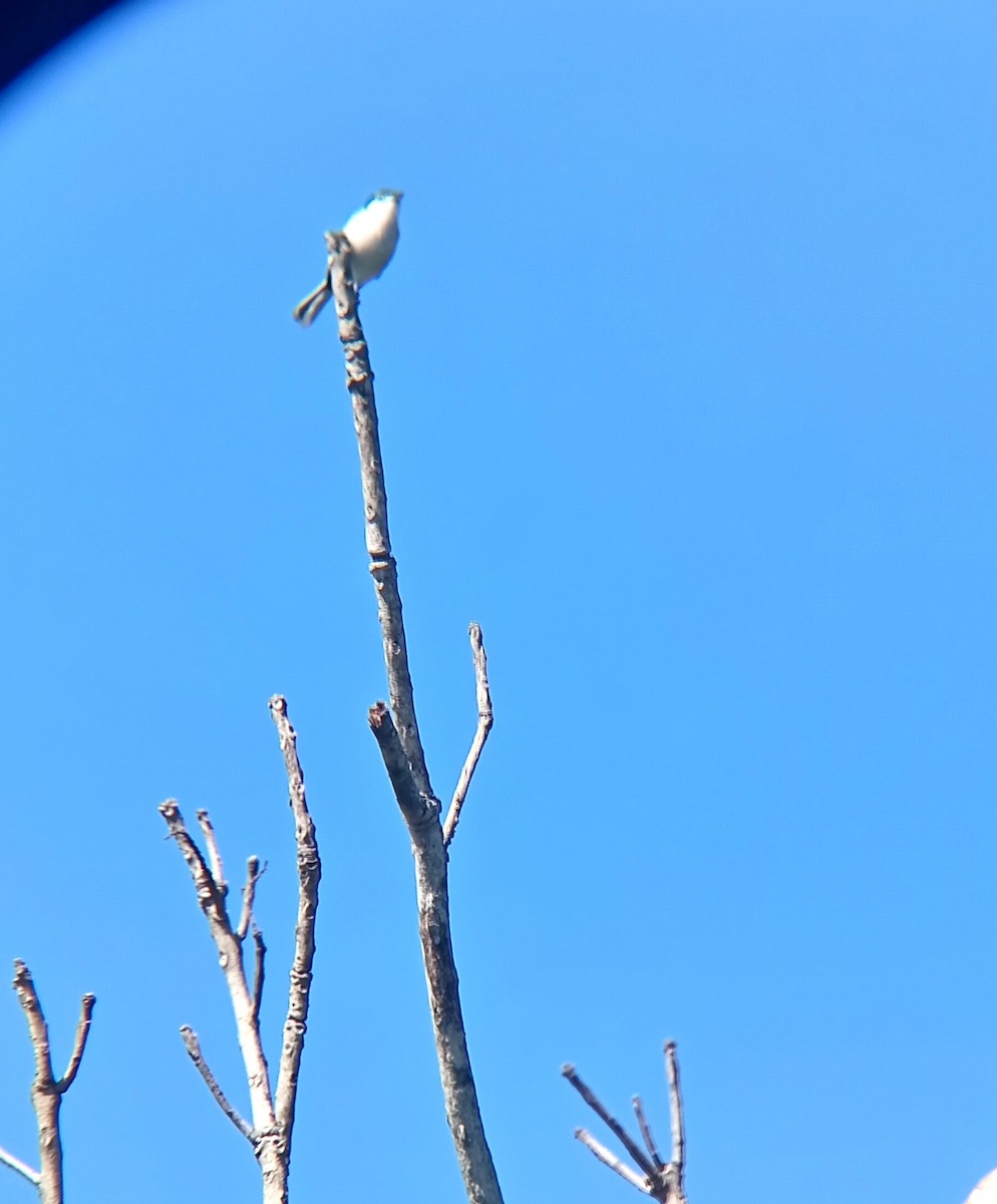 White-lored Gnatcatcher - ML646159671