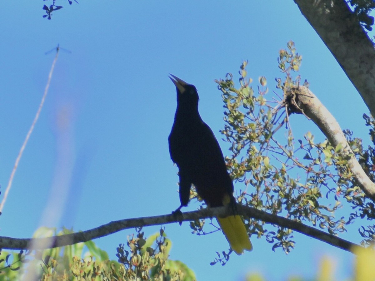 Crested Oropendola - ML646159672