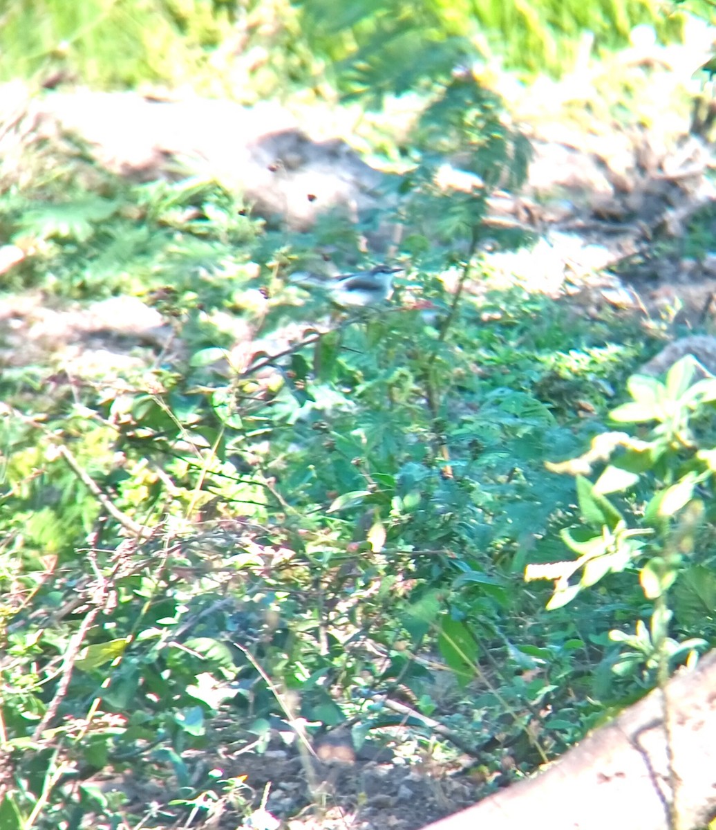 White-lored Gnatcatcher - ML646159674