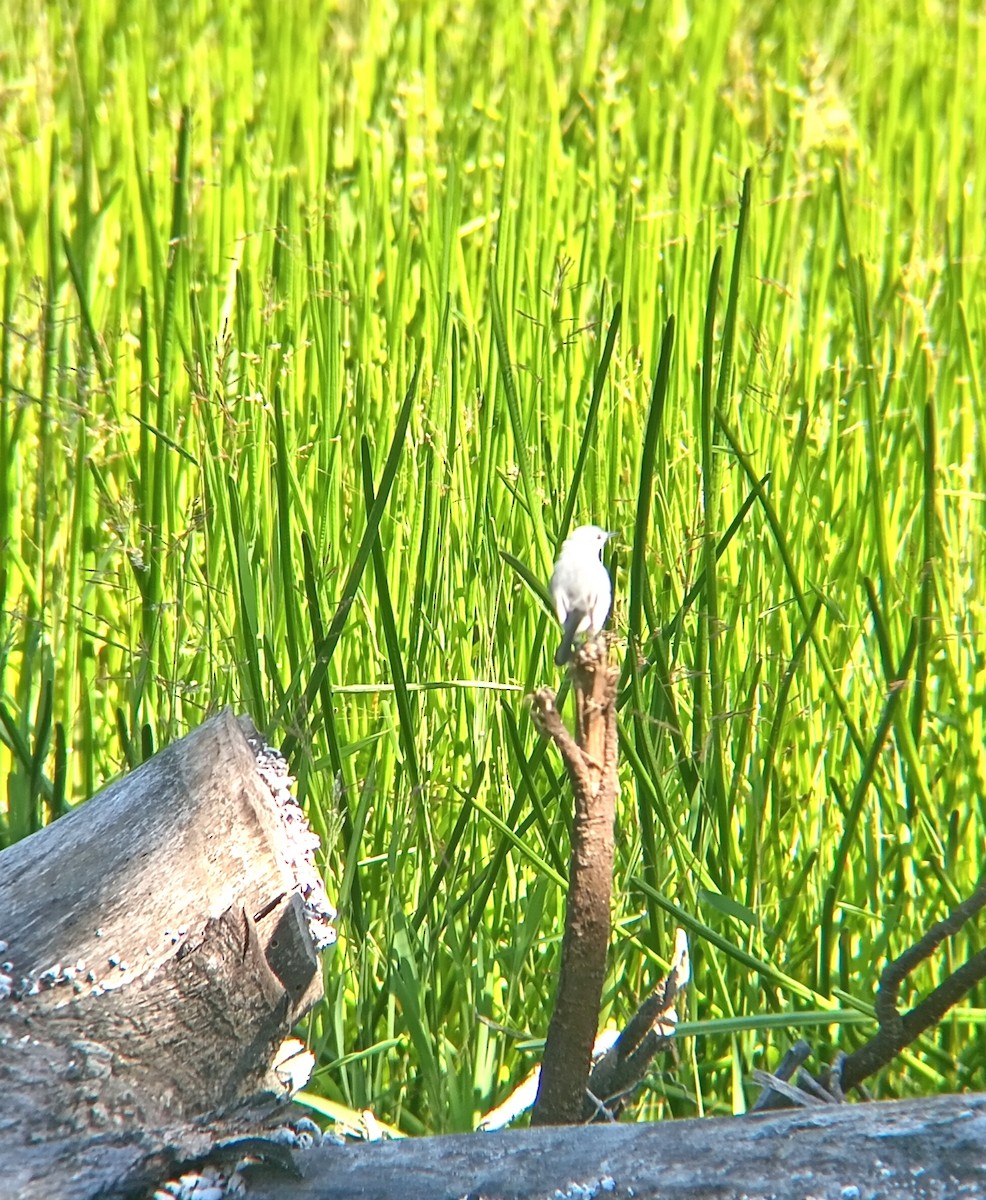 White-lored Gnatcatcher - ML646159675