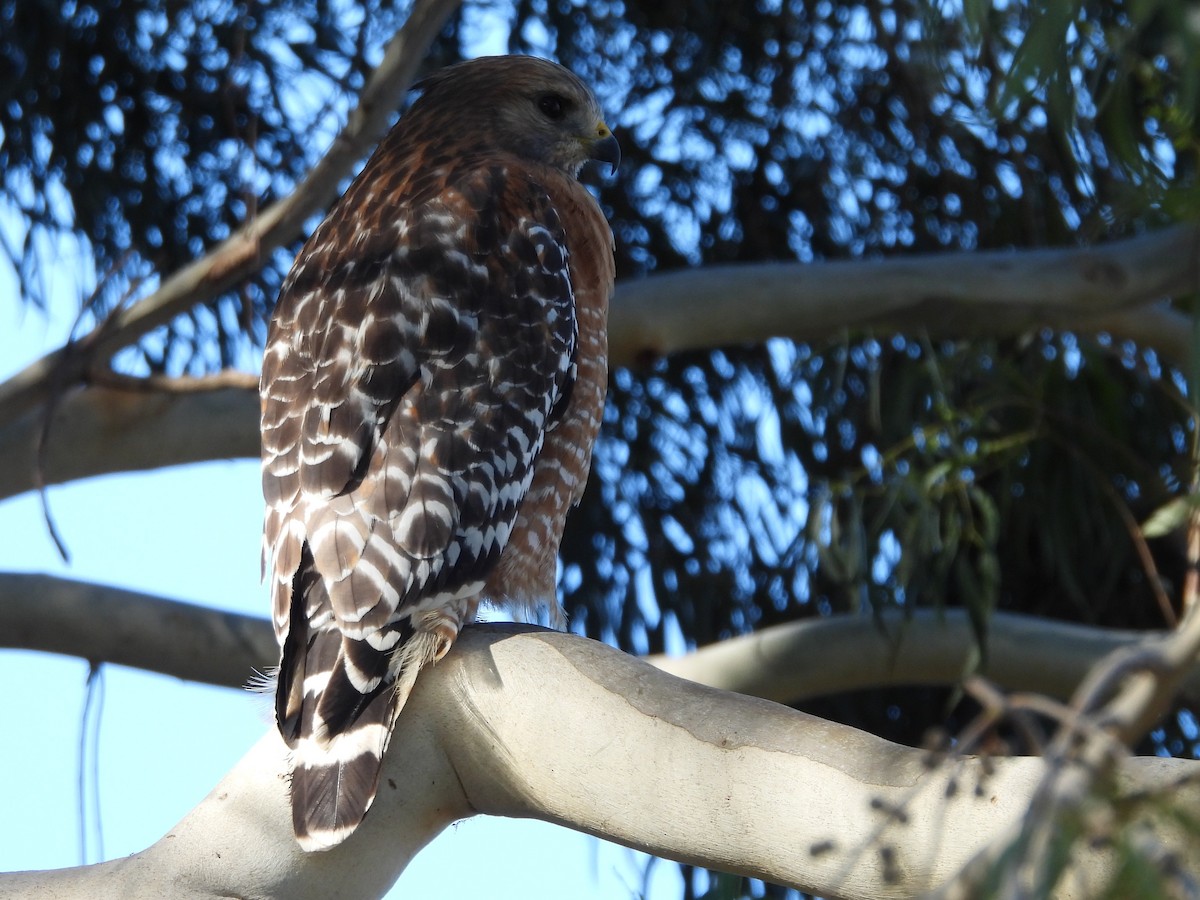 Red-shouldered Hawk - ML646159676