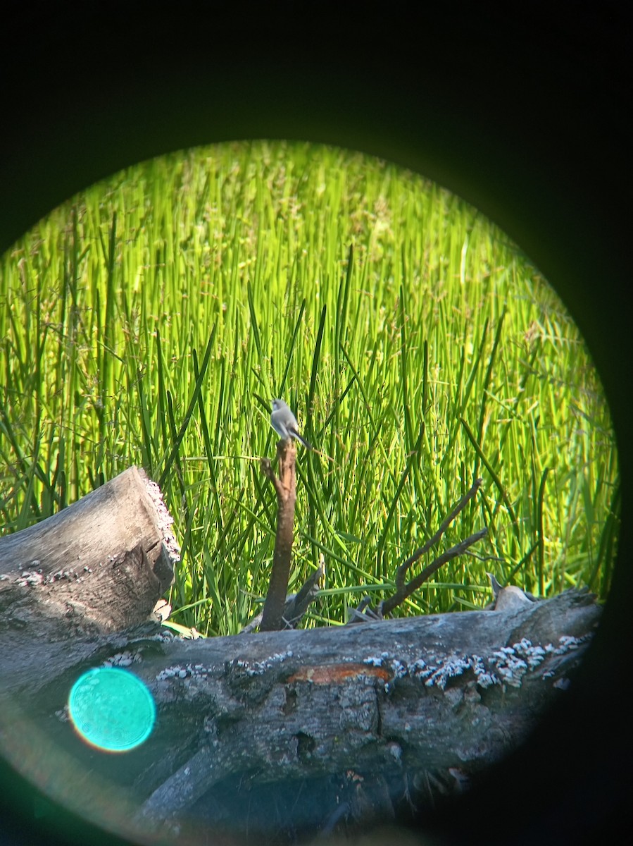 White-lored Gnatcatcher - ML646159677