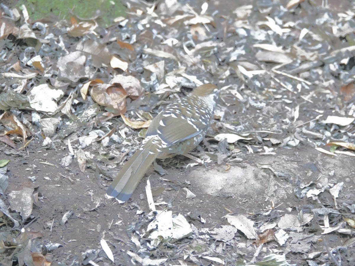 Charlatán de Biet - ML646159683