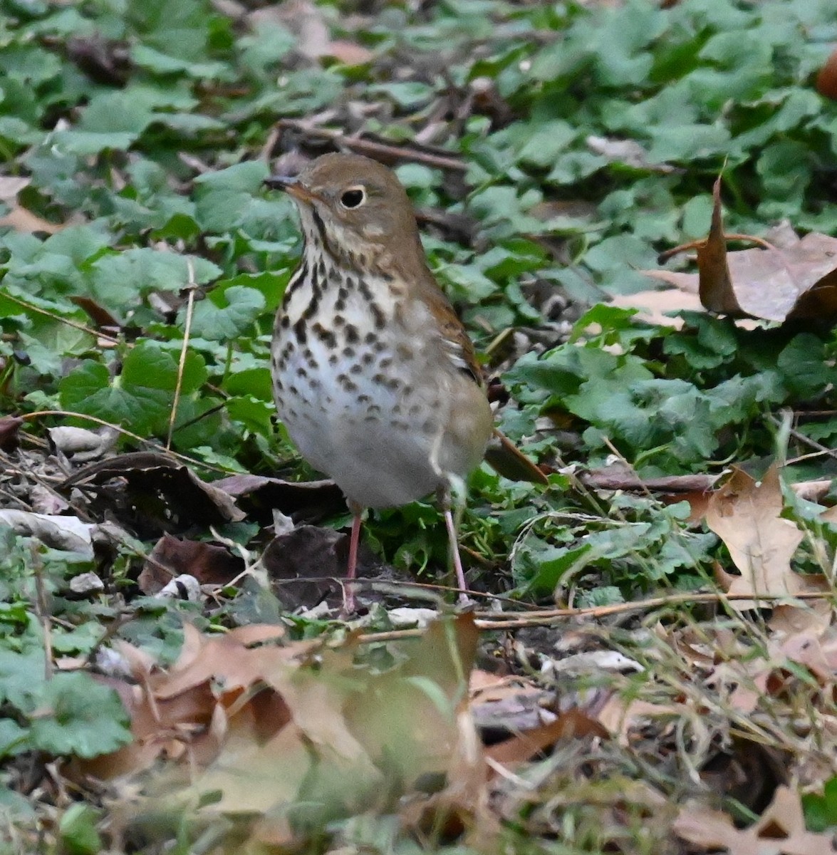 Einsiedler-Musendrossel - ML646159695