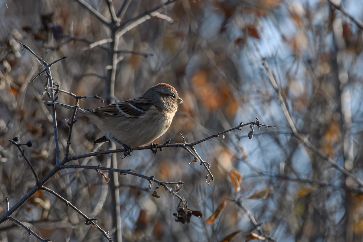 Chingolo Arbóreo - ML646159697