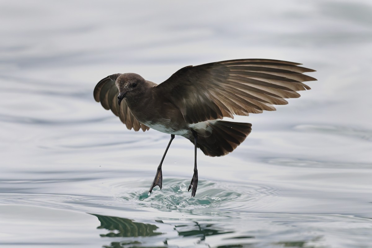 Paíño de Elliot - ML646159698