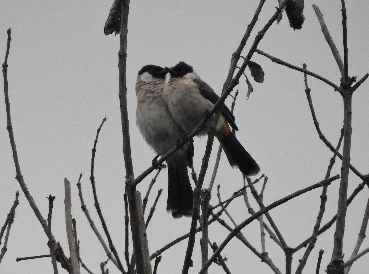 Bulbul Ventridorado - ML646159699