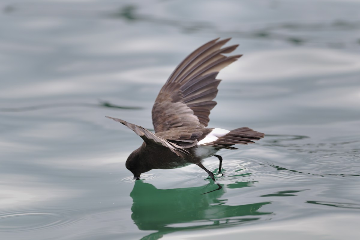 Paíño de Elliot - ML646159701