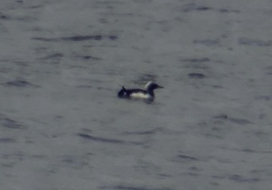 Colimbo del Pacífico - ML646159702