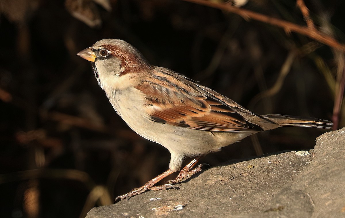 Gorrión Común - ML646159703