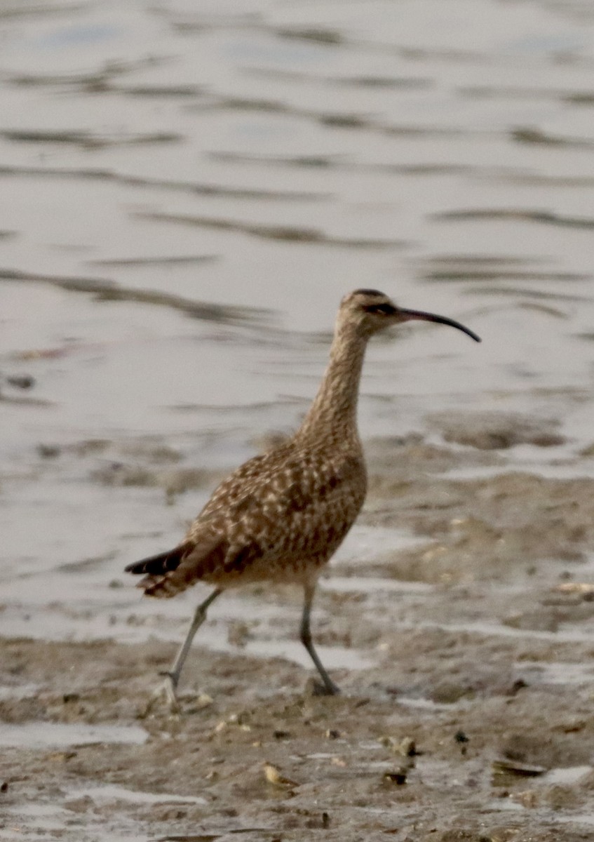 Zarapito Trinador Americano - ML646159704