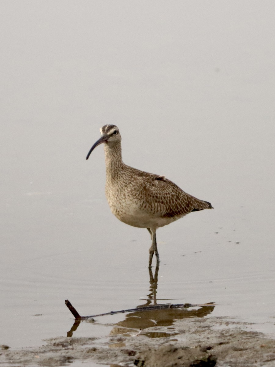 Zarapito Trinador Americano - ML646159705