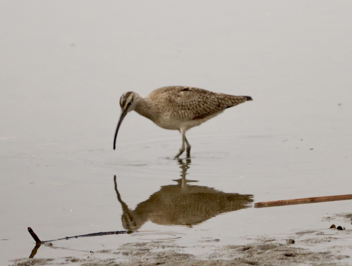 Zarapito Trinador Americano - ML646159706