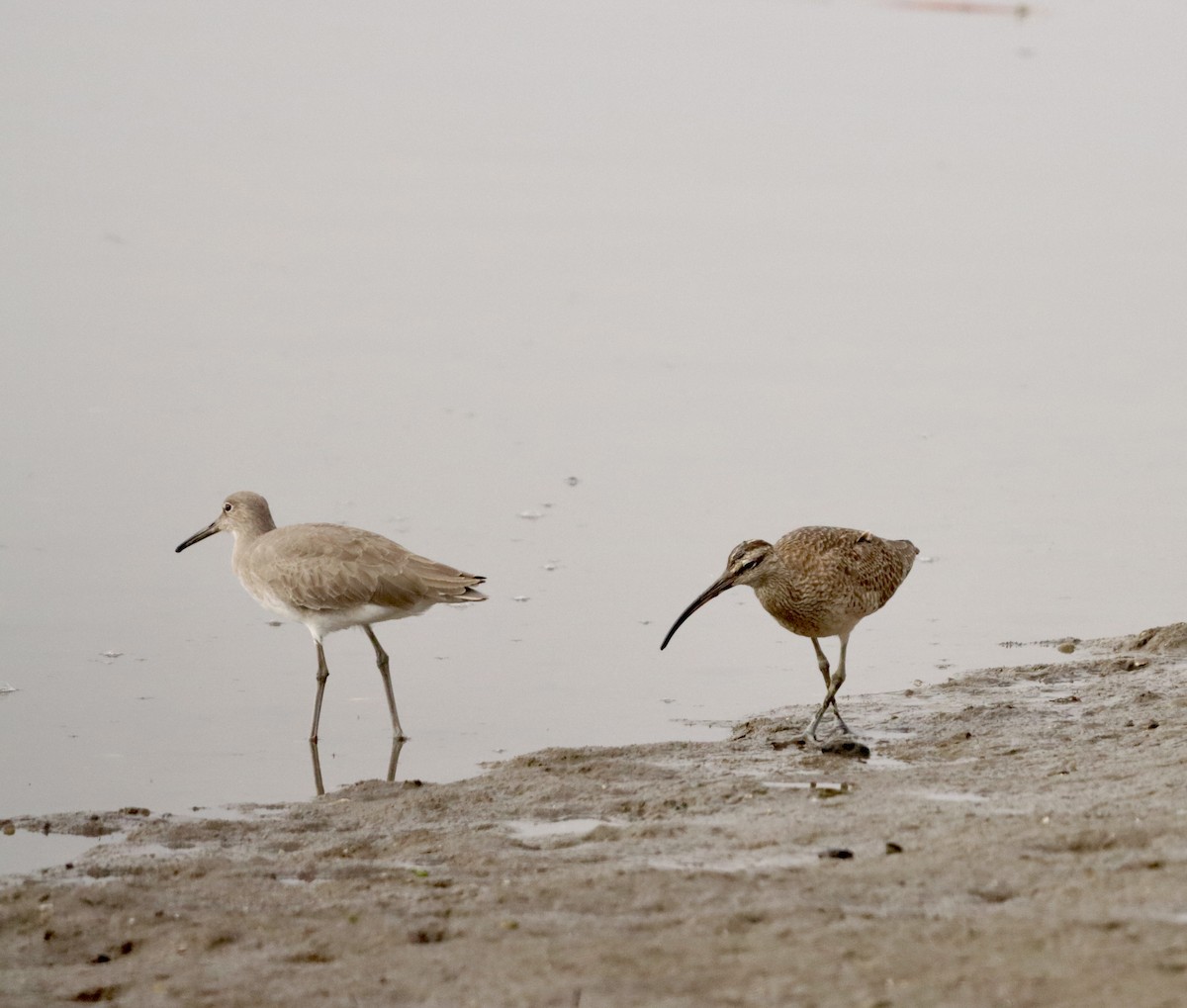 Playero Aliblanco - ML646159707