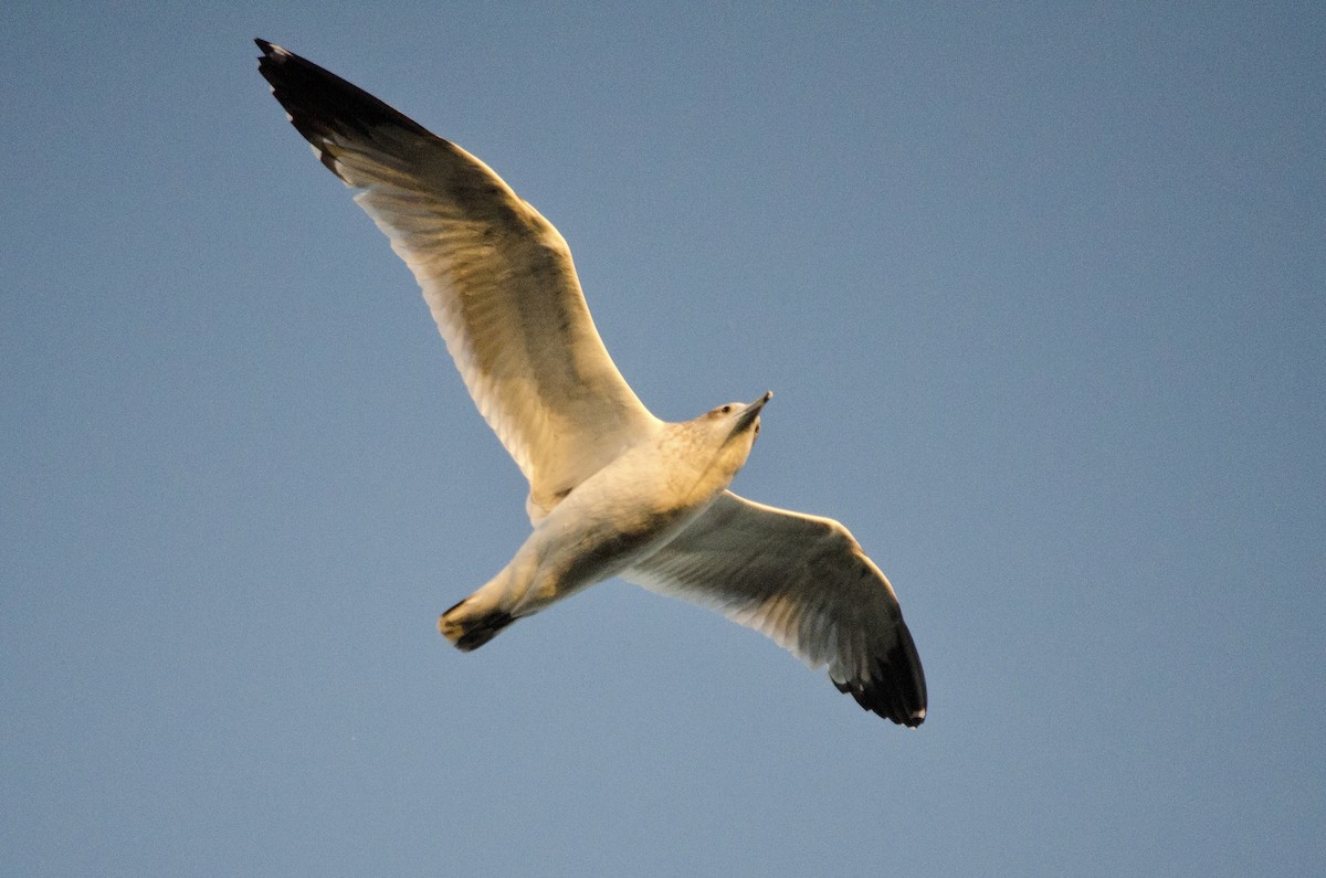 Gaviota de Delaware - ML646159719