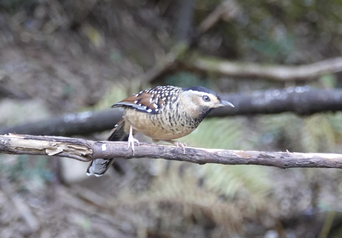 Charlatán Ocelado - ML646159720