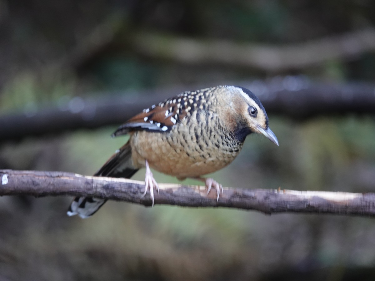 Charlatán Ocelado - ML646159721