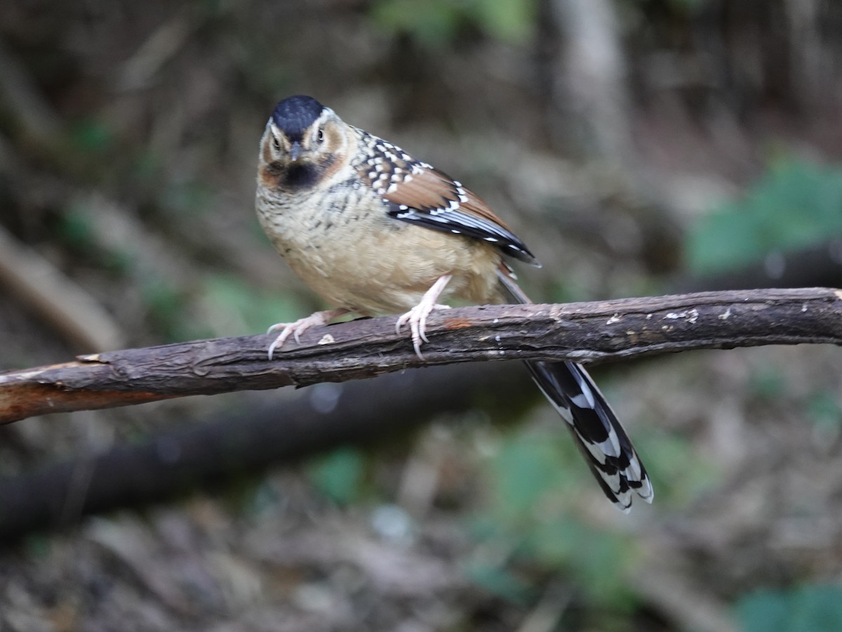 Charlatán Ocelado - ML646159722