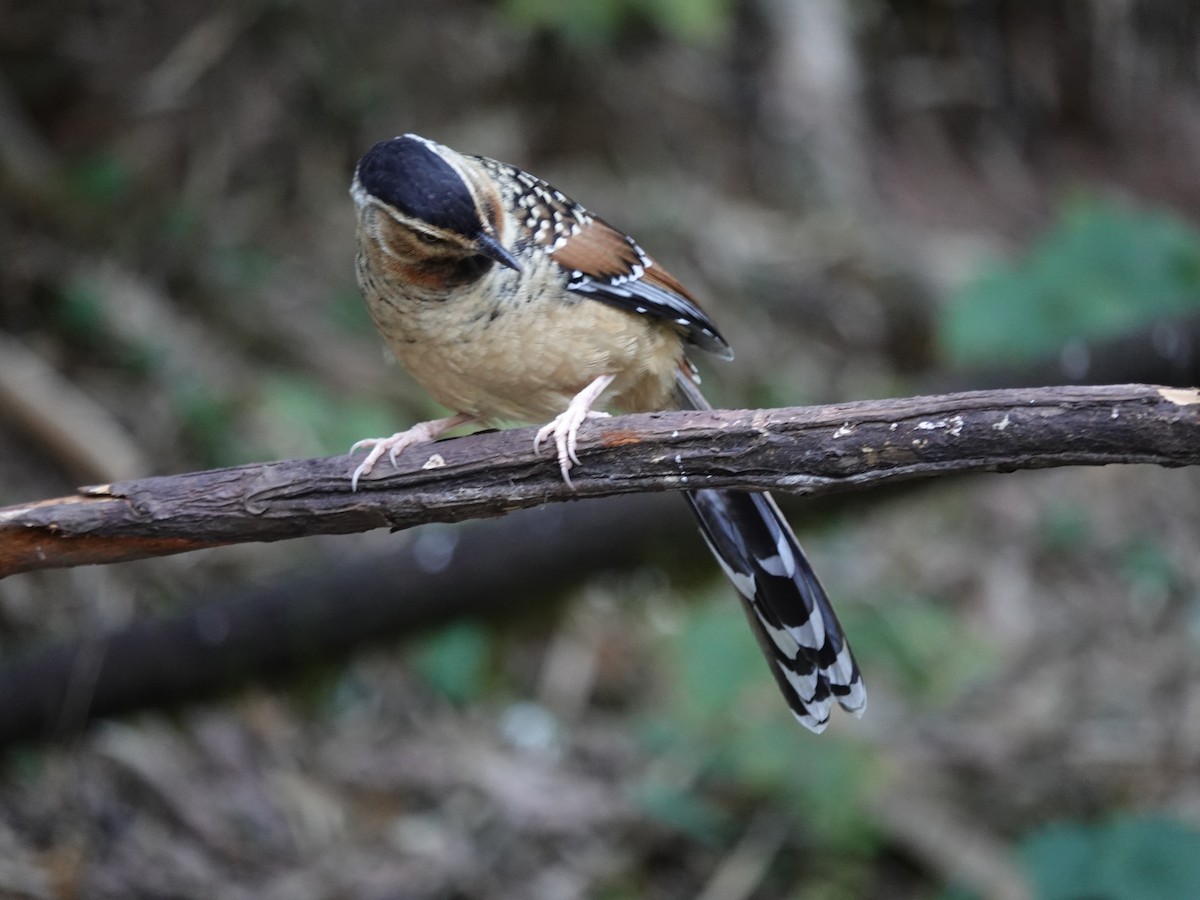 Charlatán Ocelado - ML646159723