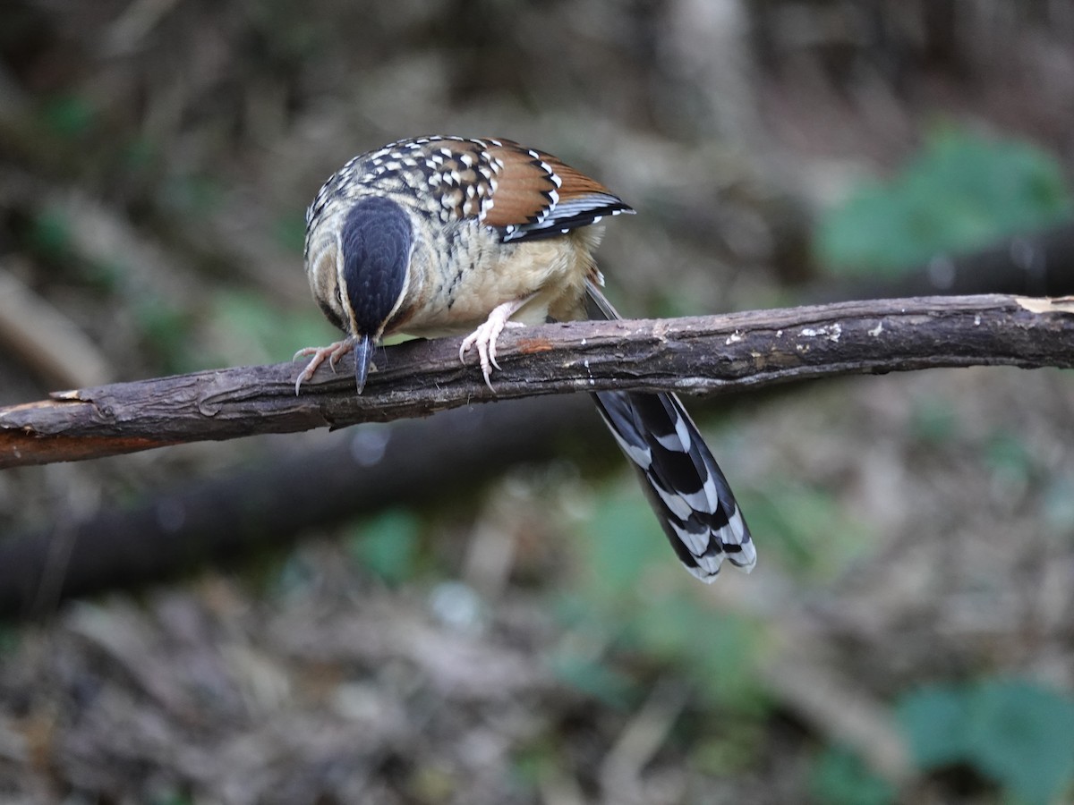 Charlatán Ocelado - ML646159724