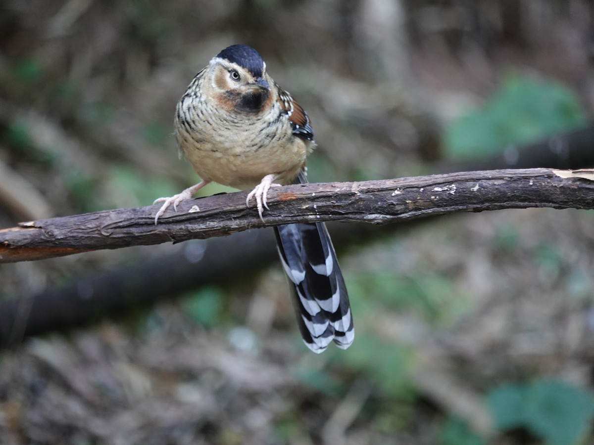 Charlatán Ocelado - ML646159725