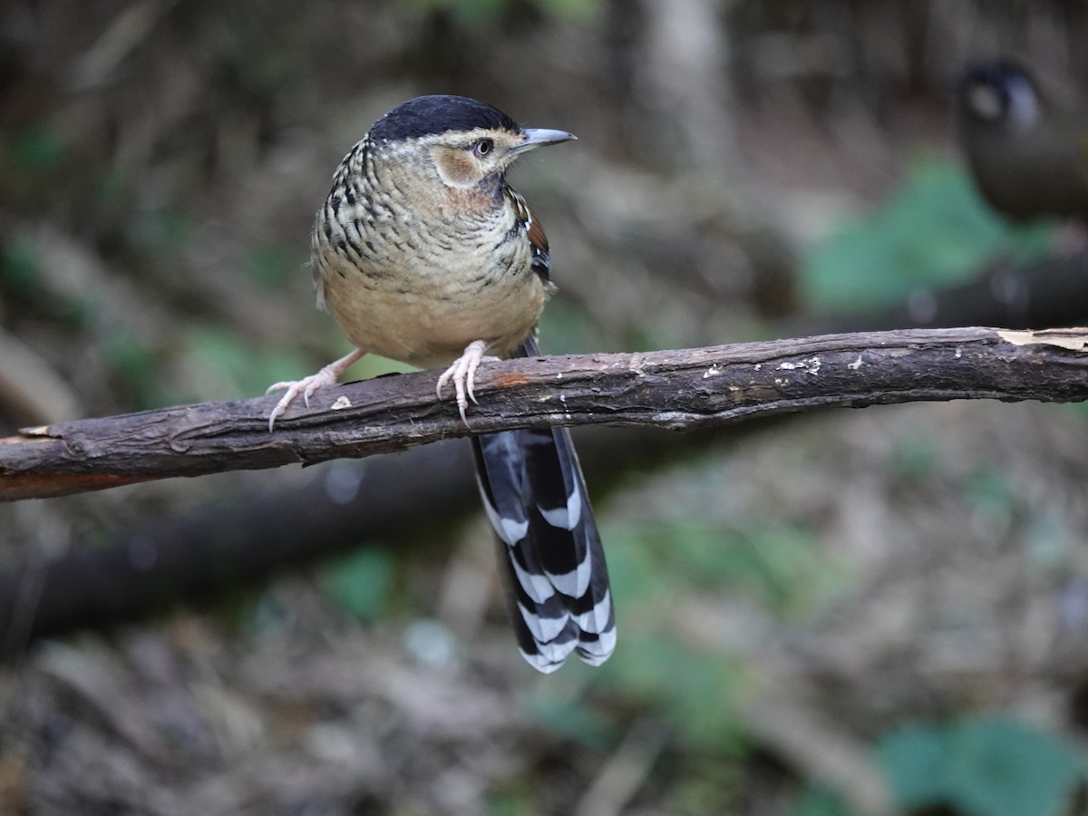 Charlatán Ocelado - ML646159726