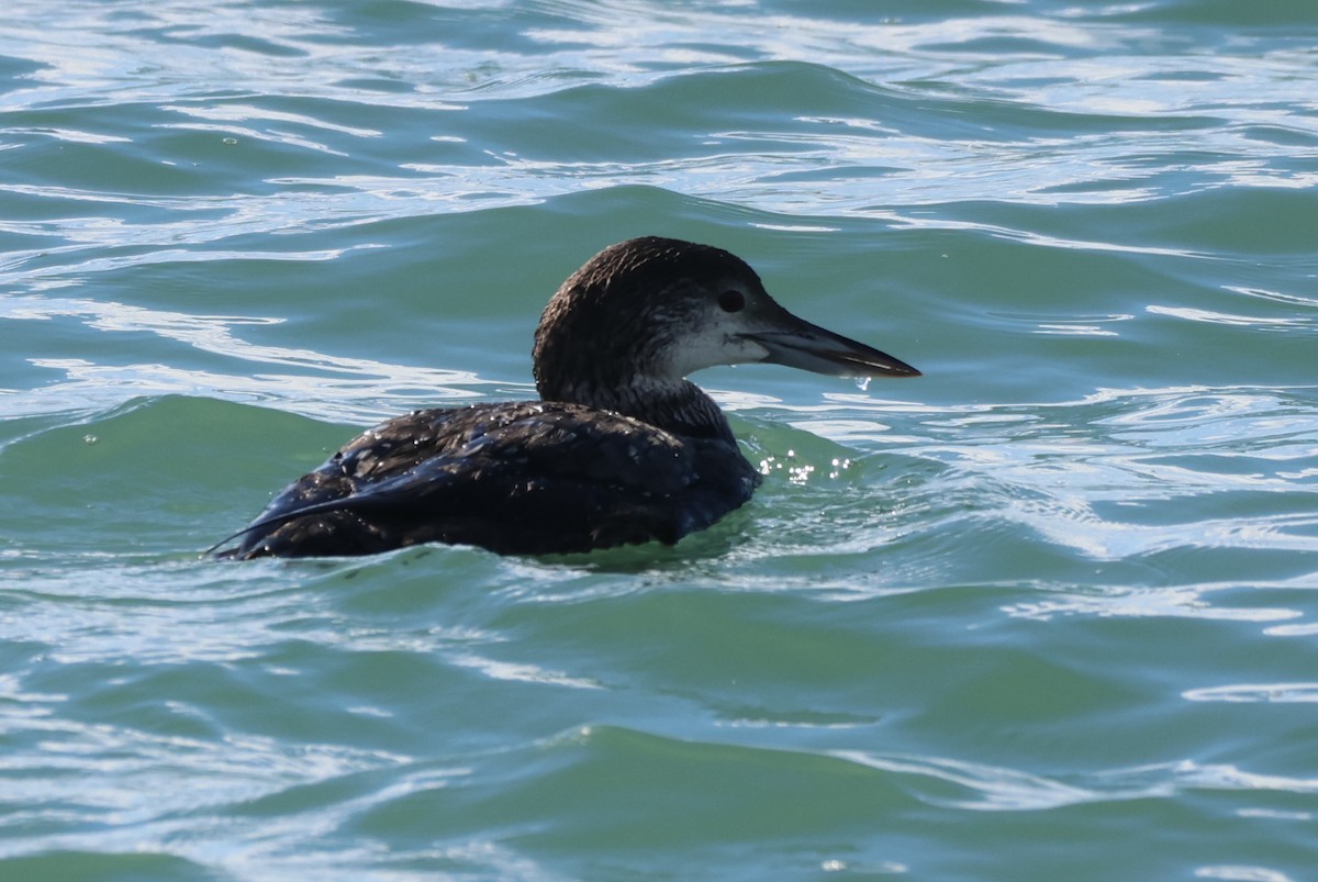 Colimbo Grande - ML646159728