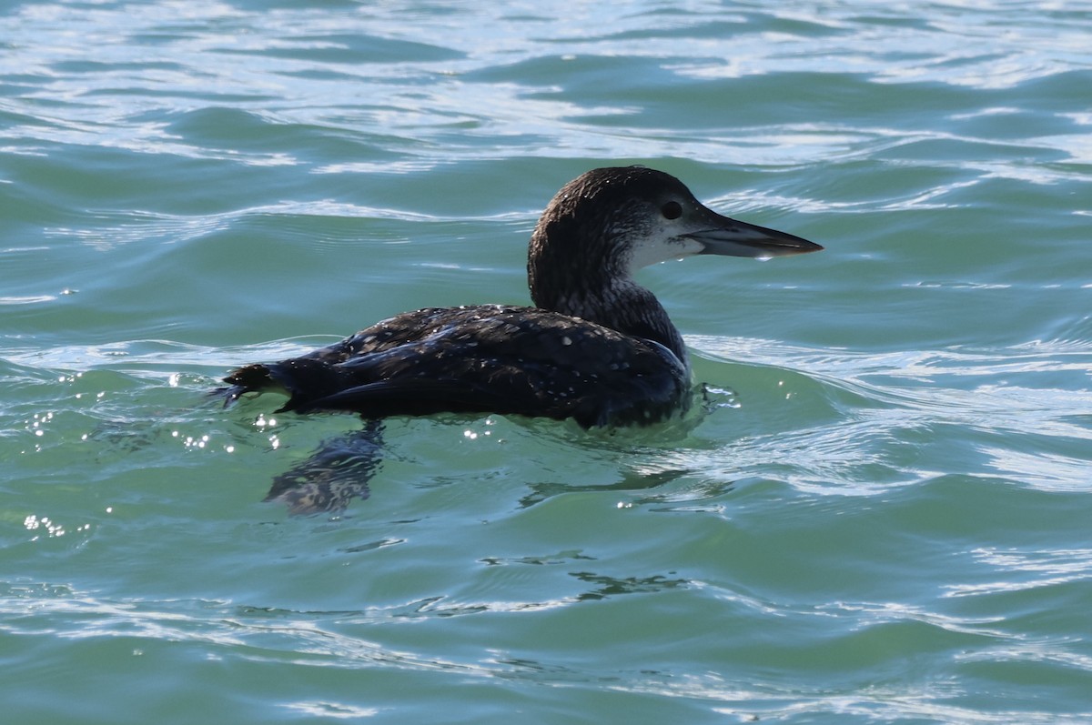 Colimbo Grande - ML646159729