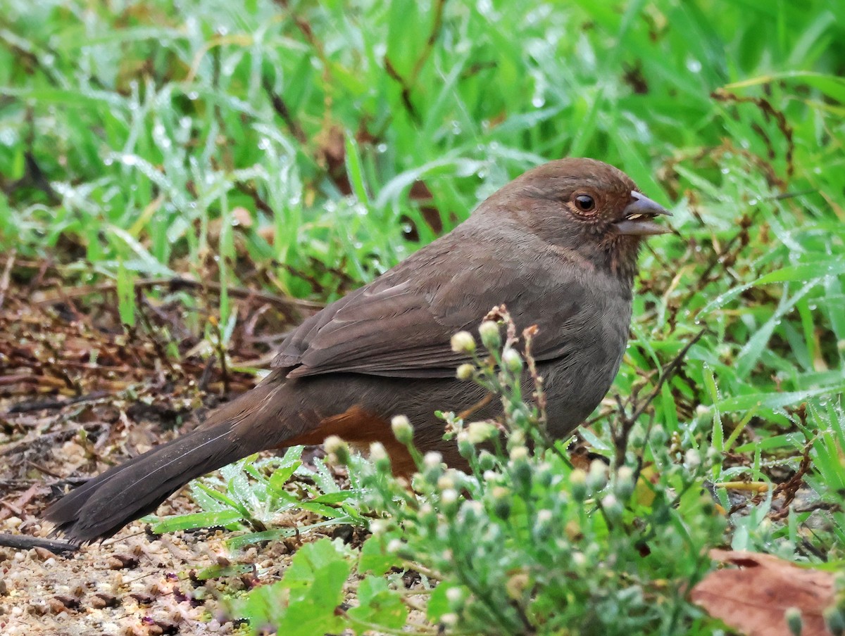 Toquí Californiano - ML646159730