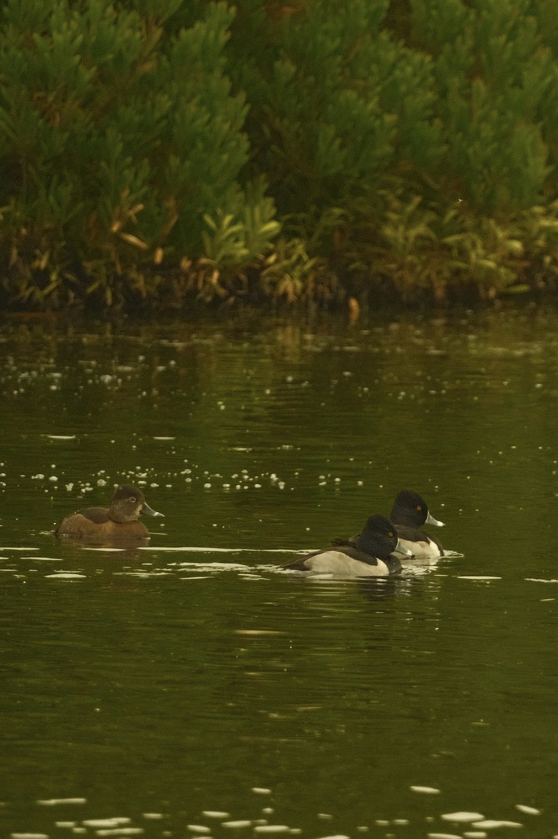 Porrón Acollarado - ML646159731