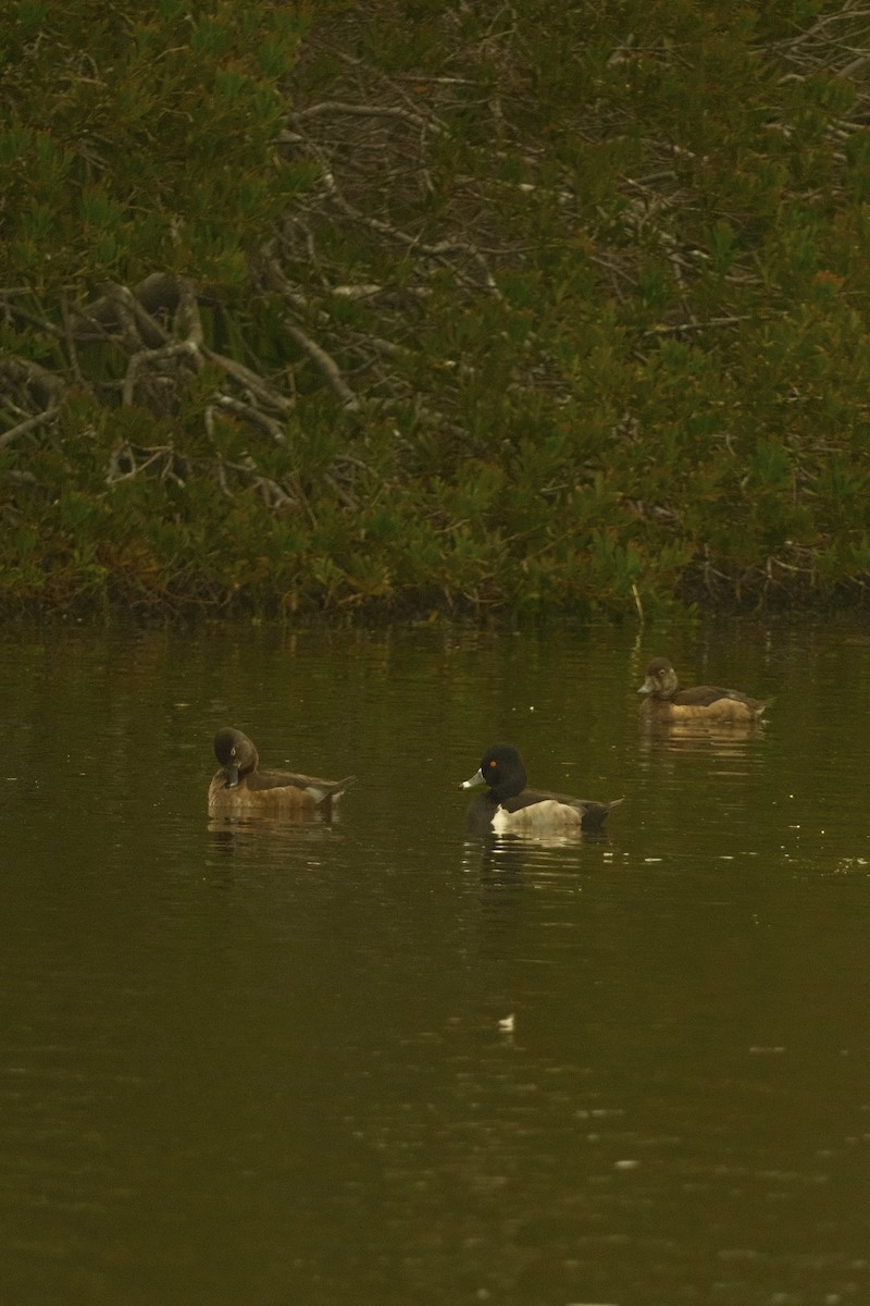 Porrón Acollarado - ML646159732