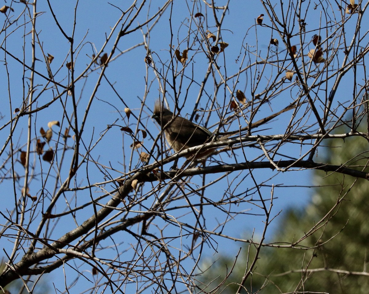 Pájaro Ratón Común - ML646159733